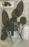 Ocotea benthamiana Mez [family LAURACEAE]
