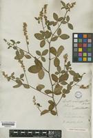 Crotalaria uncinella Lam. subsp. elliptica (Roxb.) Polhill [family LEGUMINOSAE-PAPILIONOIDEAE]