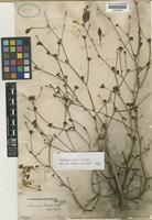 Terminalia riedelii Eichler [family COMBRETACEAE]