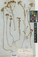 Iberis intermedia Guersent [family CRUCIFERAE]