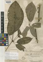 Type of Stauntonia filamentosa Griff. [family LARDIZABALACEAE]