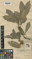 Aglaia mariannensis Merr. [family MELIACEAE]