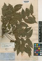 Toona ciliata M.Roem. [family MELIACEAE]