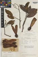 Isotype of Dipterocarpus fusiformis P.S.Ashton [family DIPTEROCARPACEAE]