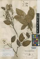 Holotype of Cotylelobium lewisianum P.S.Ashton [family DIPTEROCARPACEAE]