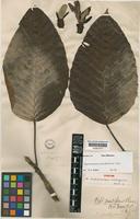 Syntype of Dipterocarpus mottleyanus Hook.f. [family DIPTEROCARPACEAE]