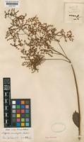 Type of Rodgersia aesculifolia Batalin [family SAXIFRAGACEAE]