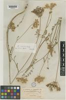 Daucus crinitus Desf. var. comosus [family UMBELLIFERAE]