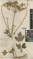Heracleum sphondylium L. subsp. montanum Briq. [family APIACEAE]