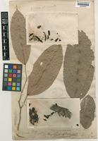 Paratype of Polyalthia lateritia J.Sinclair [family ANNONACEAE]