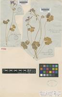 Type of Oxalis floribunda Lehm. [family OXALIDACEAE]