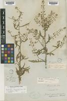 Rorippa palustris (L.) Besser [family CRUCIFERAE]