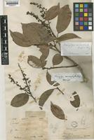 Holotype of Mangifera microphylla Griff. ex Hook.f. [family ANACARDIACEAE]