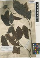 Type of Melanorrhoea macrocarpa Engl. [family ANACARDIACEAE]