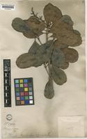Semecarpus nigroviridis Thwaites [family ANACARDIACEAE]
