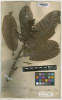 Syntype of Melanochyla densiflora King [family ANACARDIACEAE]
