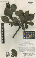 Isotype of Hartleya inopinata Sleumer [family ICACINACEAE]