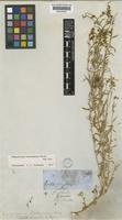 Haplophyllum tuberculatum (Forssk.) A. Juss. [family RUTACEAE]