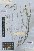 Haplophyllum erythraeum Boiss. [family RUTACEAE]