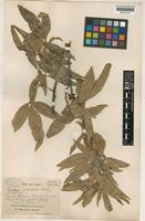 Delavaya yunnanensis Franch. [family SAPINDACEAE]