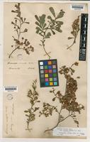 Lectotype of Dodonaea cuneata unrecorded var. coriacea Benth. [family SAPINDACEAE]