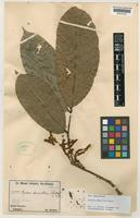 Arytera densiflora Radlk. [family SAPINDACEAE]