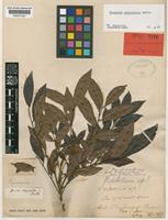 Holotype of Guioa chrysantha Radlk. [family SAPINDACEAE]