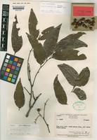 Isotype of Elattostachys rubrofructus Adema [family SAPINDACEAE]