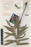 Isotype of Lepiderema hirsuta S.T.Reynolds [family SAPINDACEAE]