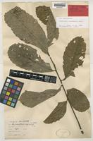 Syntype of Cupaniopsis oxypetala Radlk. [family SAPINDACEAE]