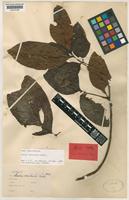 Isotype of Guioa contracta Radlk. [family SAPINDACEAE]