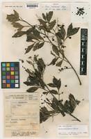 Isotype of Guioa malukuensis Welzen [family SAPINDACEAE]
