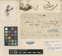 Holotype of Myriophyllum propinquum A.Cunn. [family HALORAGACEAE]