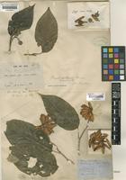 Camptotheca acuminata Decne. [family CORNACEAE]
