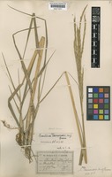 Type of Spartina townsendii H.Groves & J.Groves [family POACEAE]