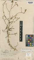 Type of Haplophyllum trichostylum Bunge [family RUTACEAE]