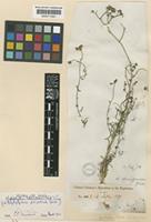 Haplophyllum tuberculatum (Forssk.) A. Juss. [family RUTACEAE]