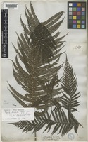 Type of Alsophila lepifera J.Sm. [family CYATHEACEAE]