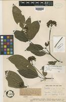 Holotype of Pavetta ankolensis Bridson [family RUBIACEAE]