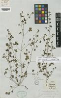 Syntype of Geranium potentilloides L'Hér. ex DC. var. debile Hook. f. [family GERANIACEAE]