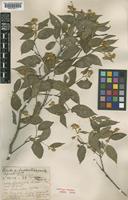 Syntype of Lagerstroemia collinsae Craib [family LYTHRACEAE]