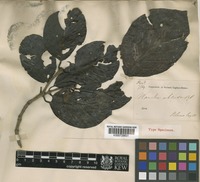 Neonauclea excelsa (Blume) Merr. [family RUBIACEAE]
