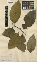Nauclea officinalis (Pierre ex Pit.) Merr. & Chun [family RUBIACEAE]