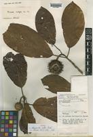 Isotype of Neonauclea colla Ridsdale [family RUBIACEAE]