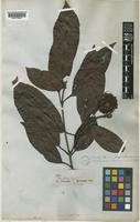 Neonauclea calycina (Bartl. ex DC.) Merr. [family RUBIACEAE]