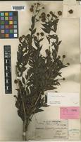 Isosyntype of Adina fauriei H.Lév. [family RUBIACEAE]