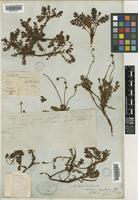 Acaena anserinifolia Druce [family ROSACEAE]