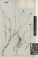 Sanguisorba minor unrecorded subsp. magnolii Briq. [family ROSACEAE]