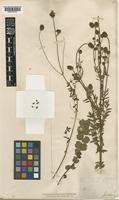 Sanguisorba minor unrecorded subsp. minor [family ROSACEAE]