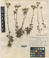 Saxifraga graeca Boiss. [family SAXIFRAGACEAE]